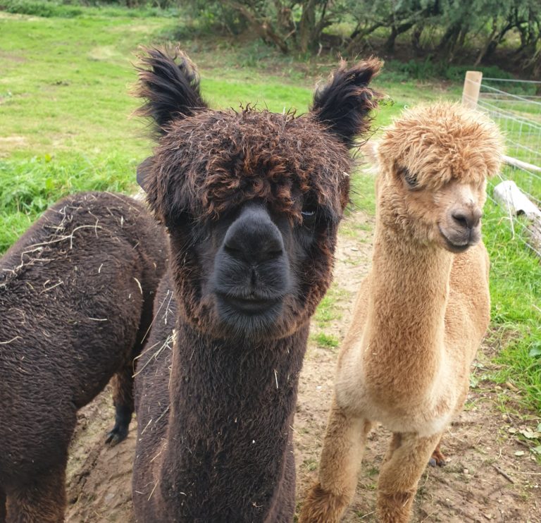 Spring Glen Alpacas Dorset Alpaca Farm
